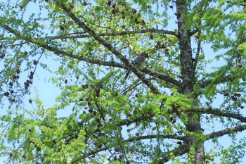 Eurasian Jay Togakushi Forest Botanical Garden Fri, 5/17/2019