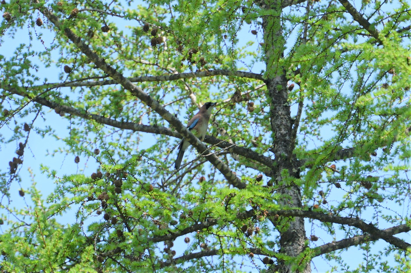 戸隠森林植物園(戸隠森林公園) カケスの写真 by マル