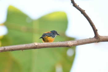 Orange-bellied Flowerpecker Krua Rommai Sun, 2/24/2019