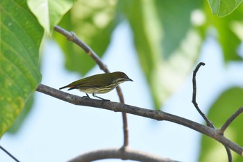 Yellow-vented Flowerpecker Krua Rommai Mon, 2/25/2019