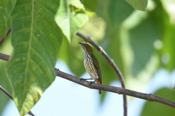 Yellow-vented Flowerpecker Krua Rommai Mon, 2/25/2019