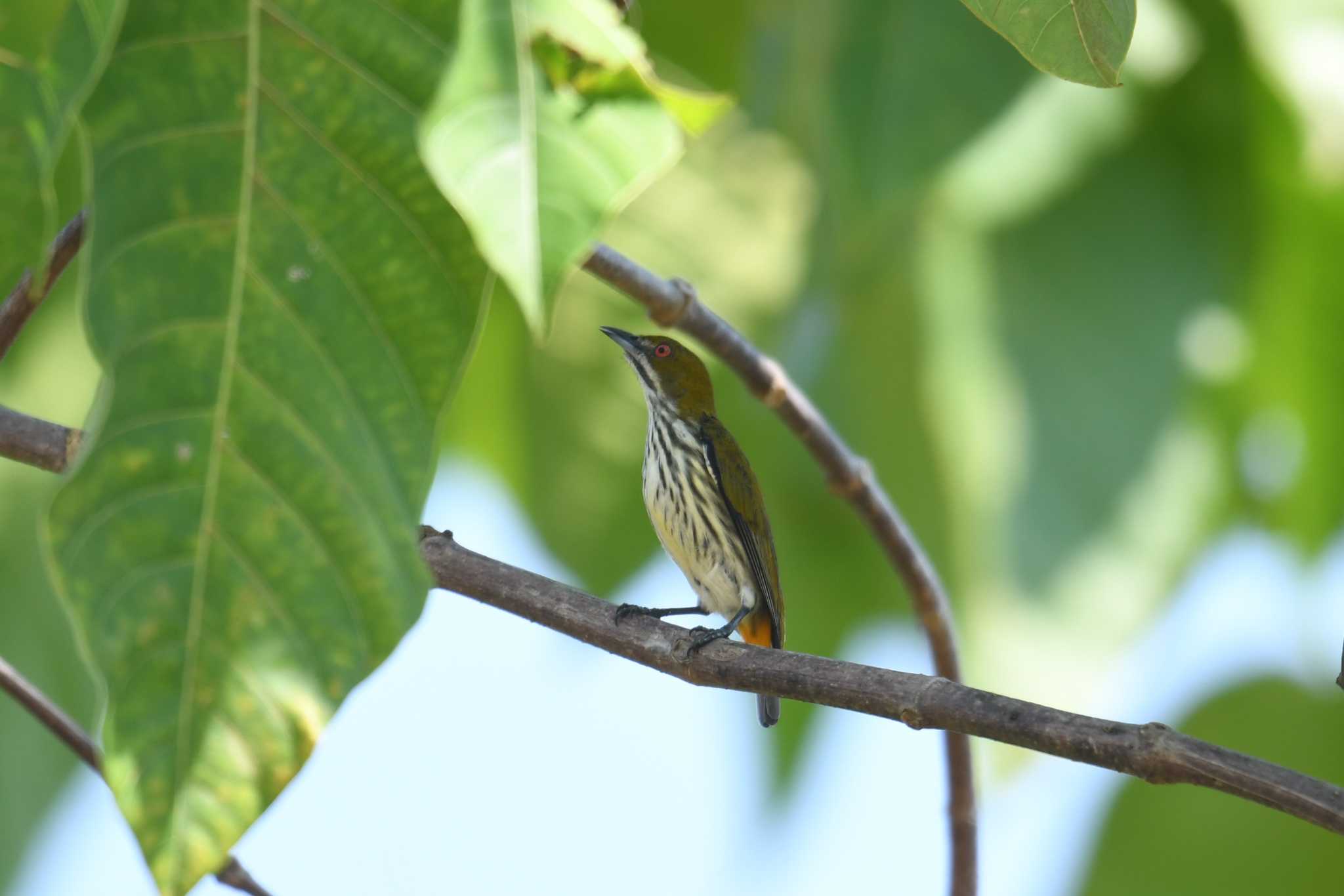 Photo of Yellow-vented Flowerpecker at Krua Rommai by あひる