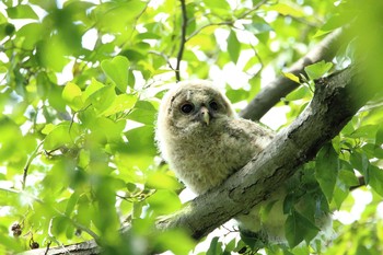 フクロウ 埼玉県 2019年5月15日(水)