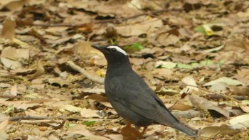 2019年5月18日(土) 大阪城公園の野鳥観察記録