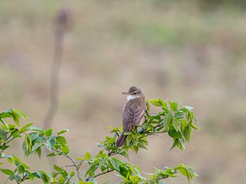 Oriental Reed Warbler 山口県下関市 Sun, 4/28/2019