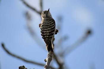 2019年5月9日(木) 北海道　ウトナイ湖の野鳥観察記録