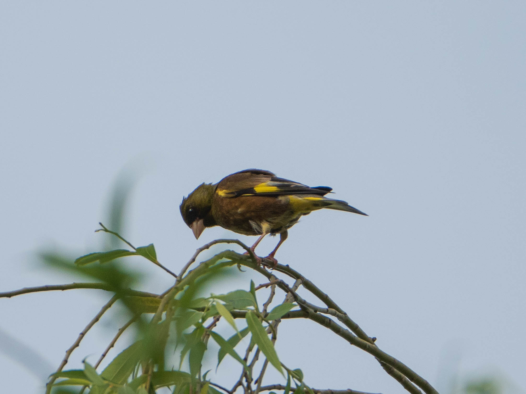 Grey-capped Greenfinch