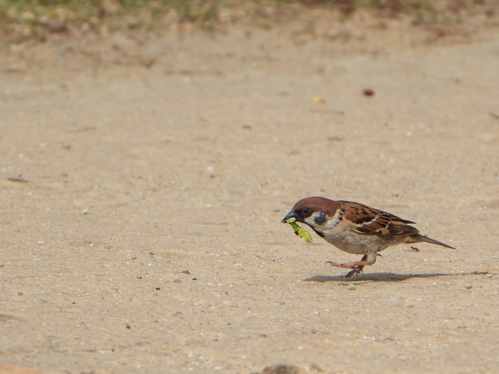 Eurasian Tree Sparrow