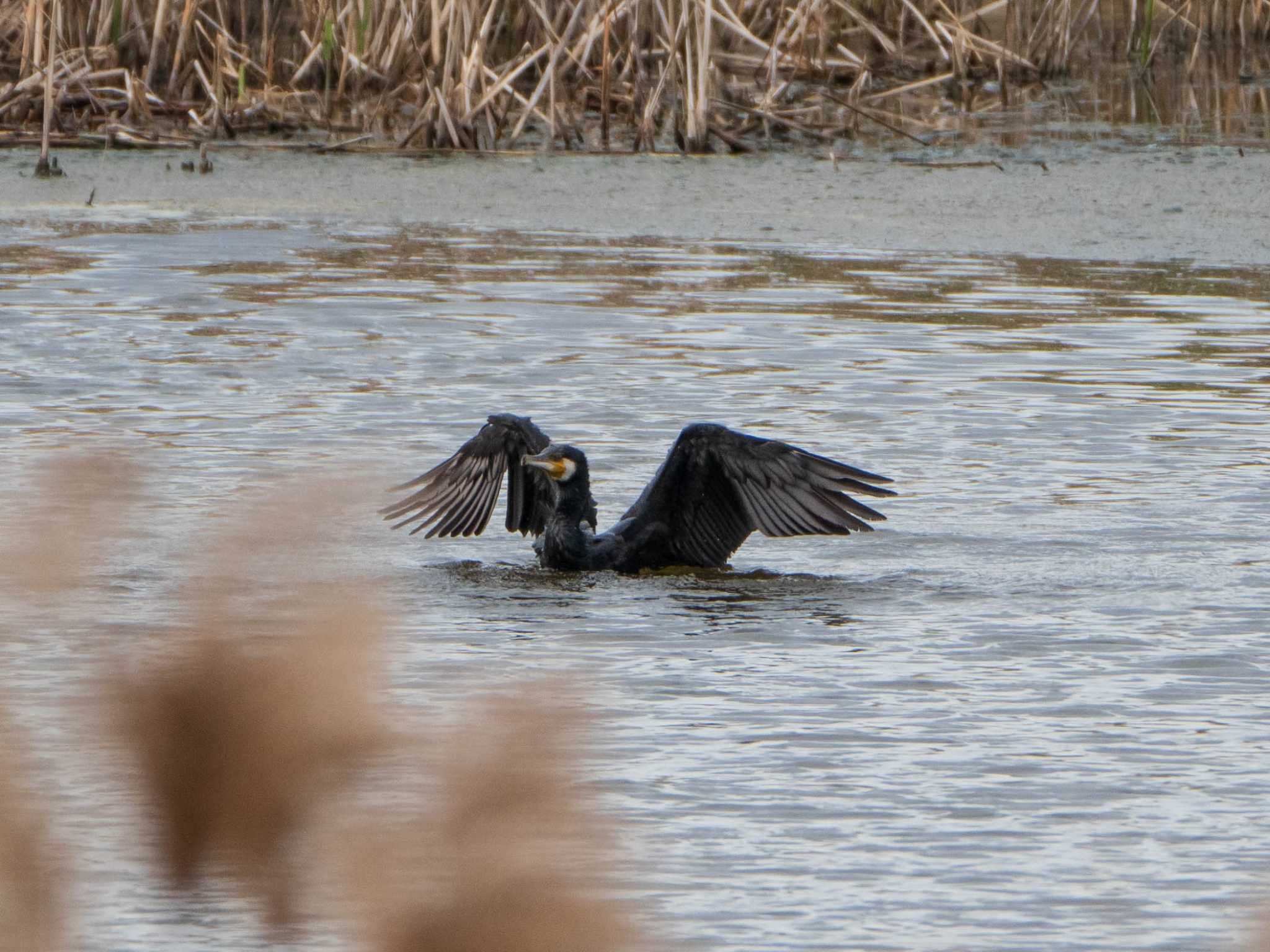 Great Cormorant