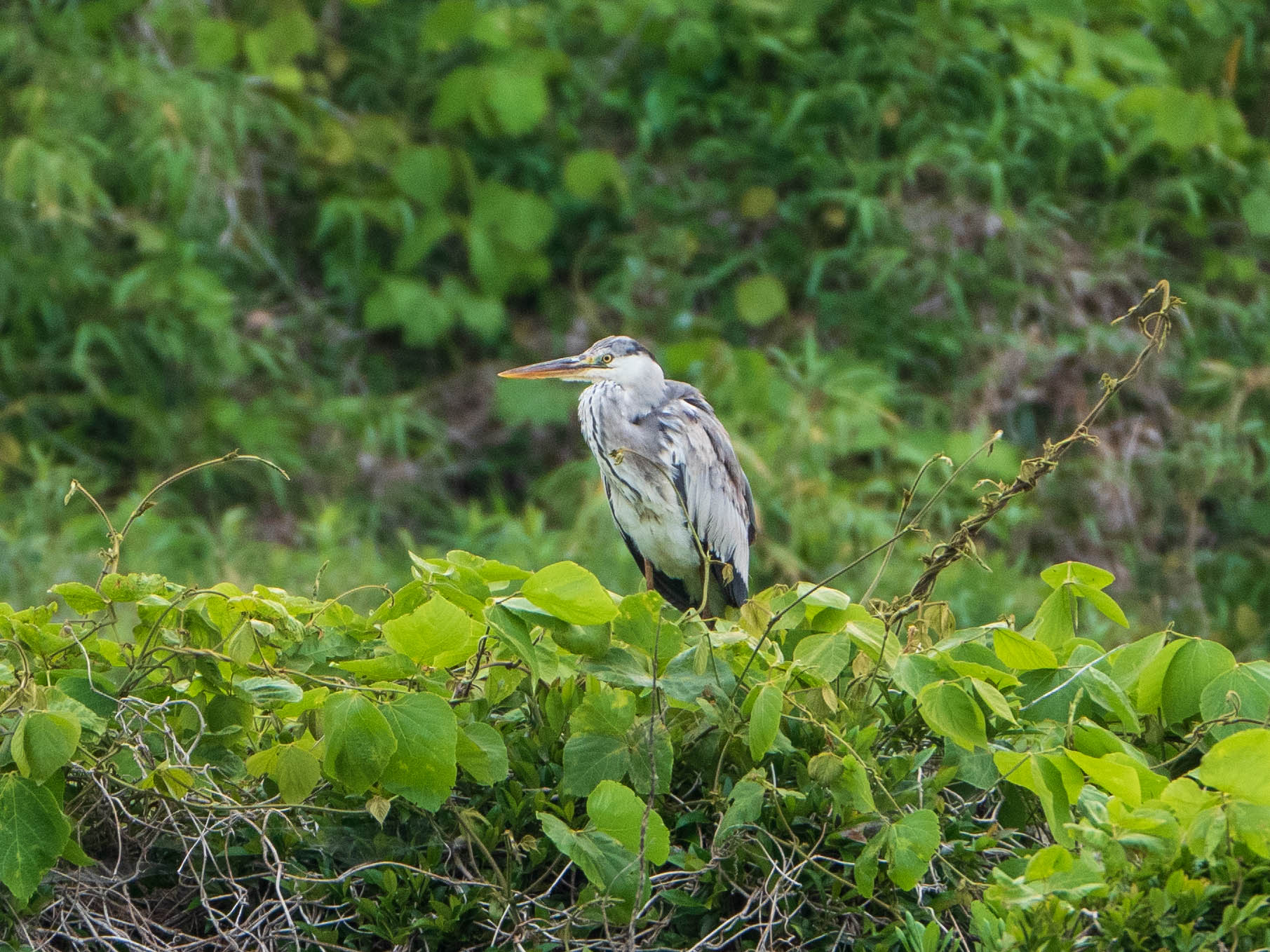 Photo of Grey Heron at Kasai Rinkai Park by ryokawameister