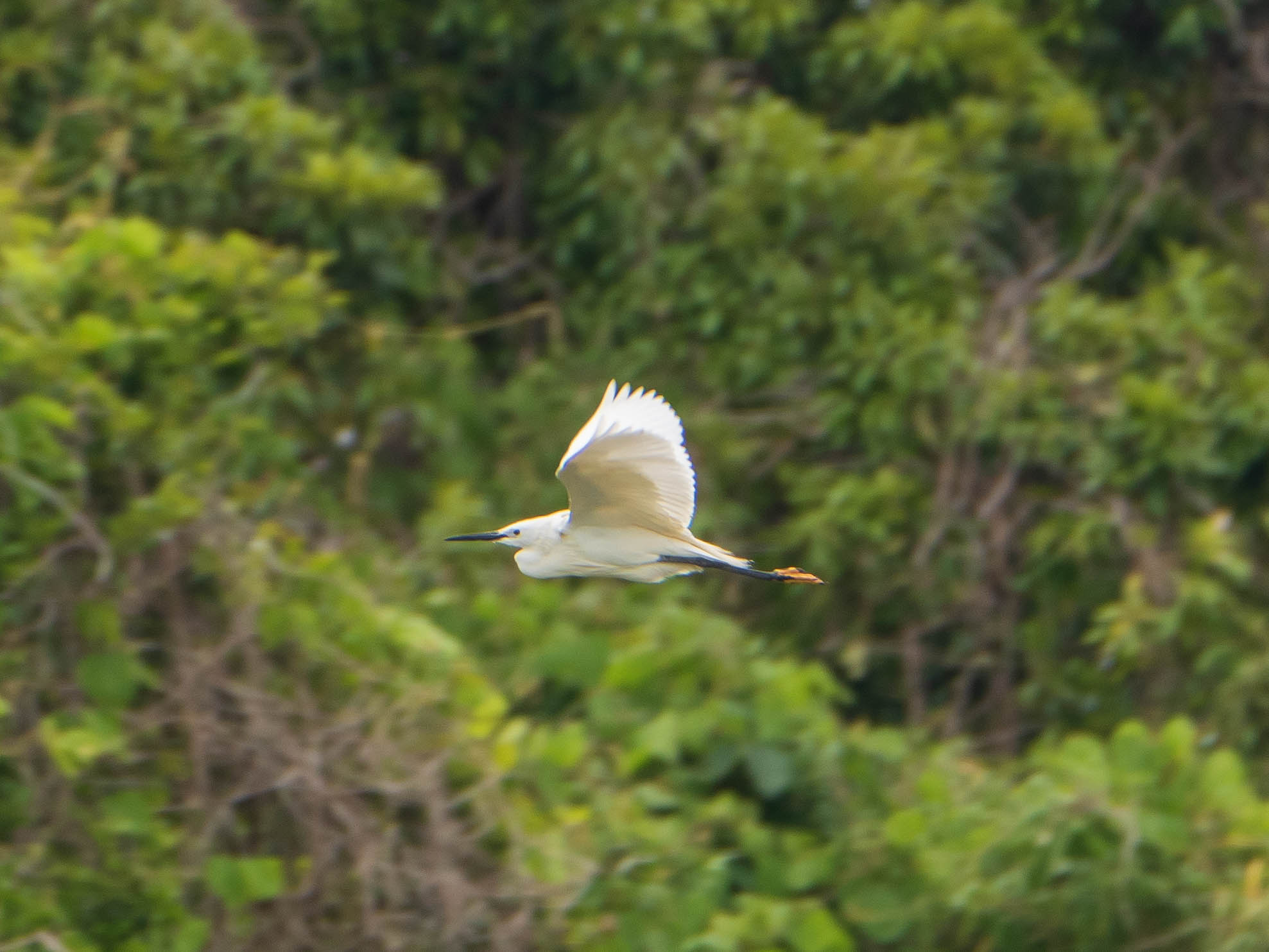 Little Egret