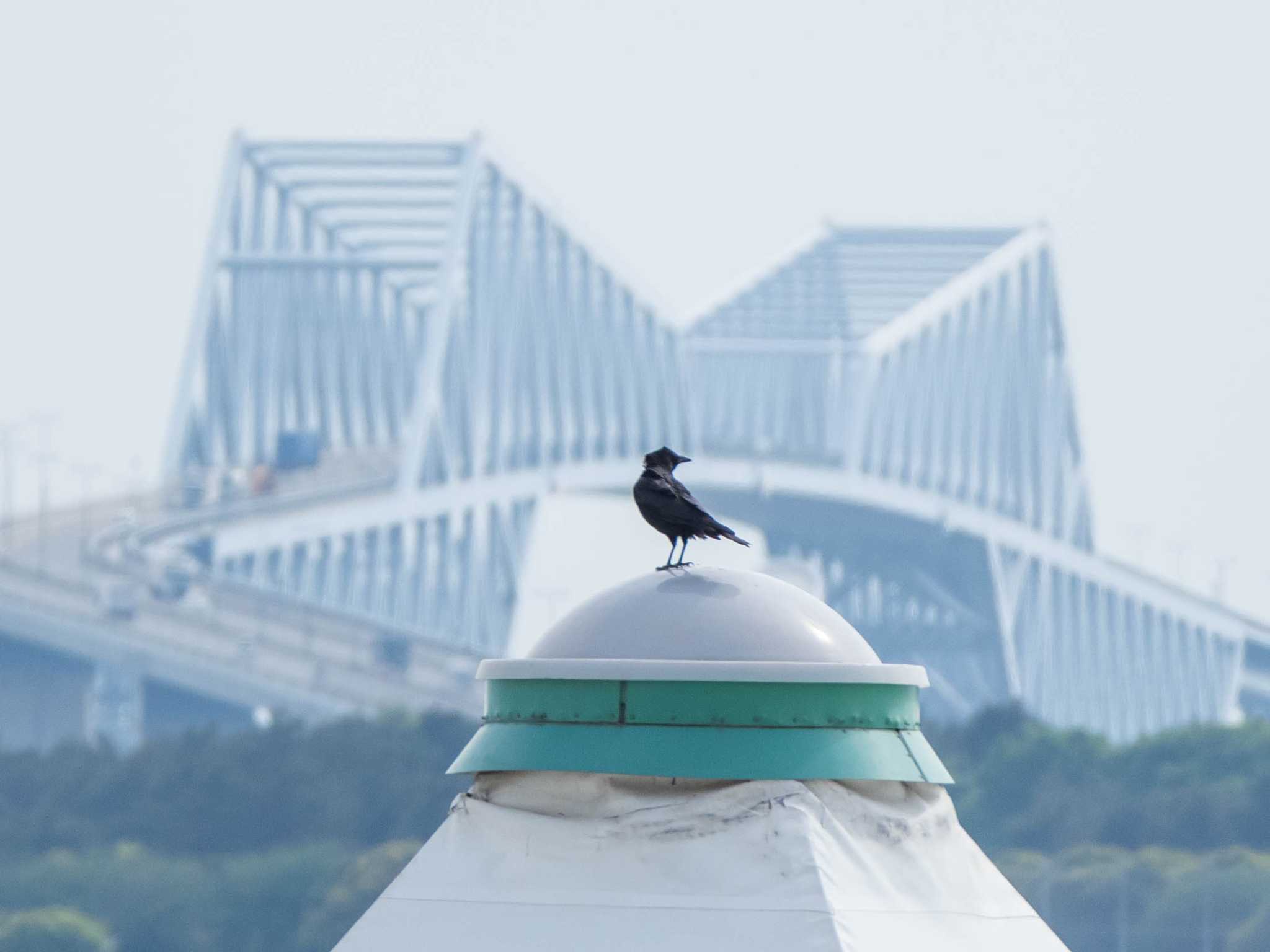 Photo of Carrion Crow at Kasai Rinkai Park by ryokawameister