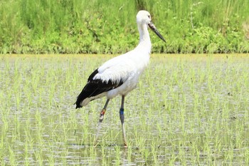 Oriental Stork 長浜市 Sun, 5/19/2019