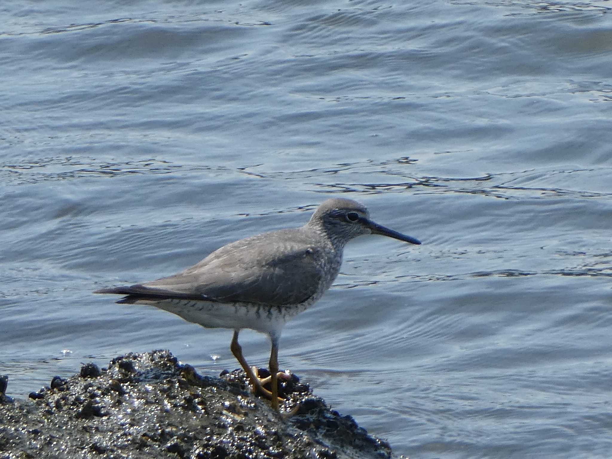 Grey-tailed Tattler