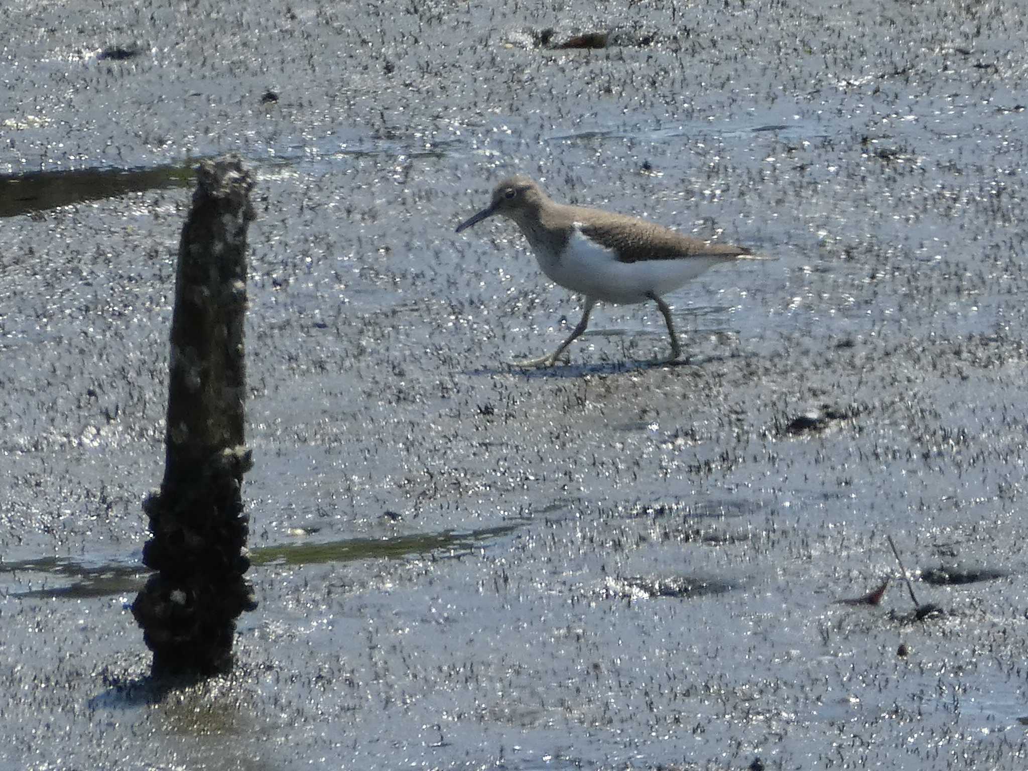 Common Sandpiper