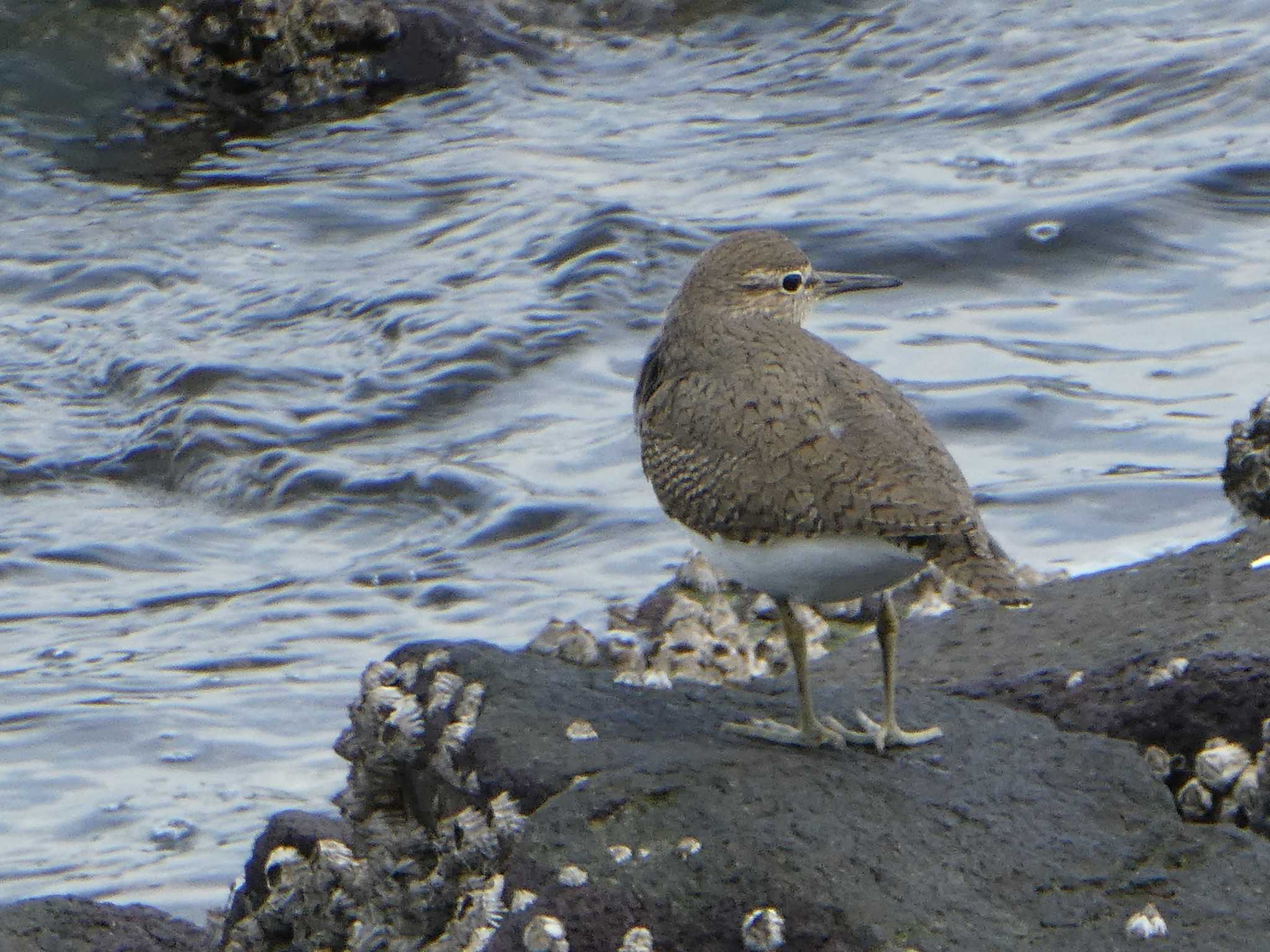 Common Sandpiper