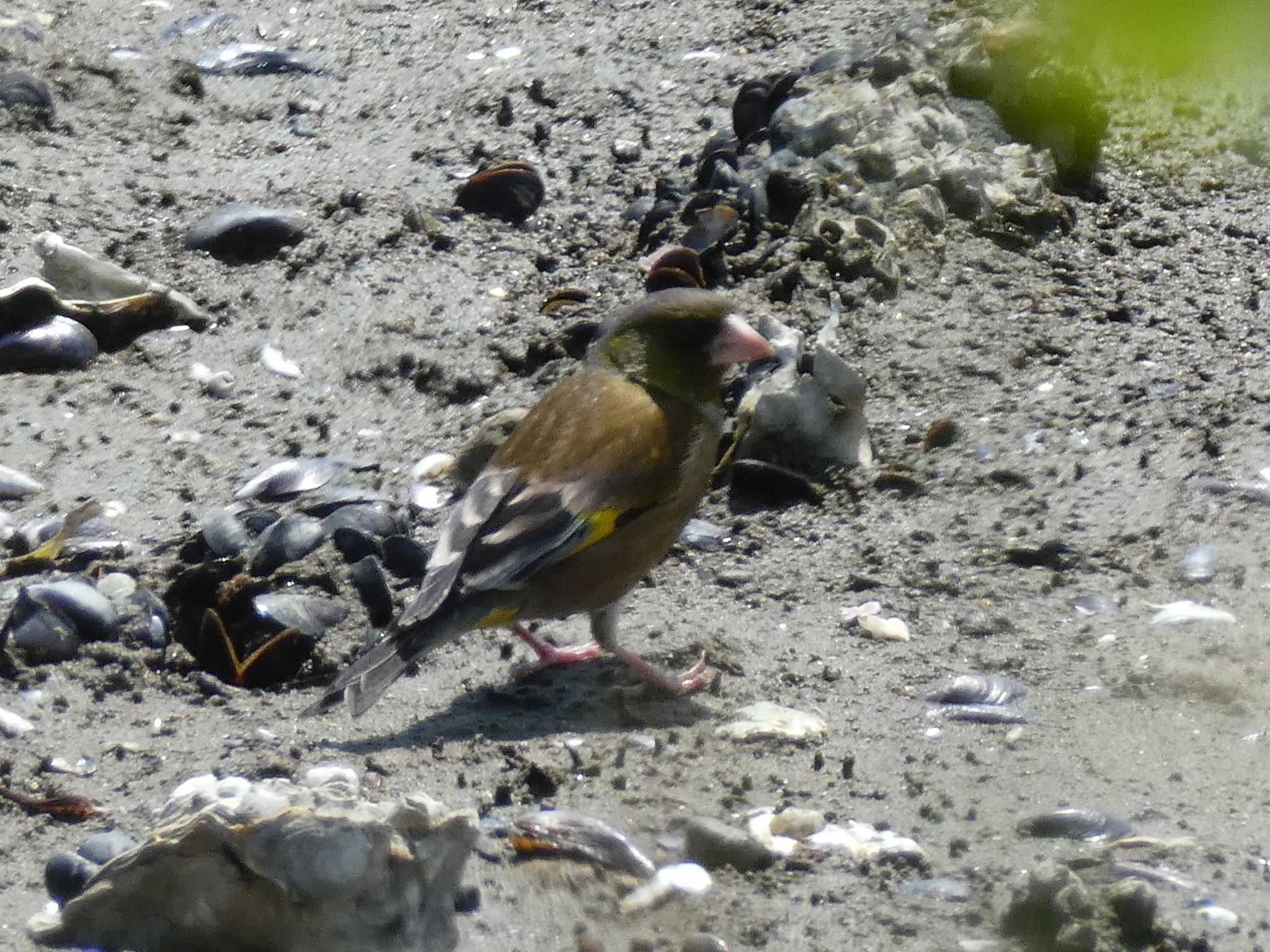 Grey-capped Greenfinch