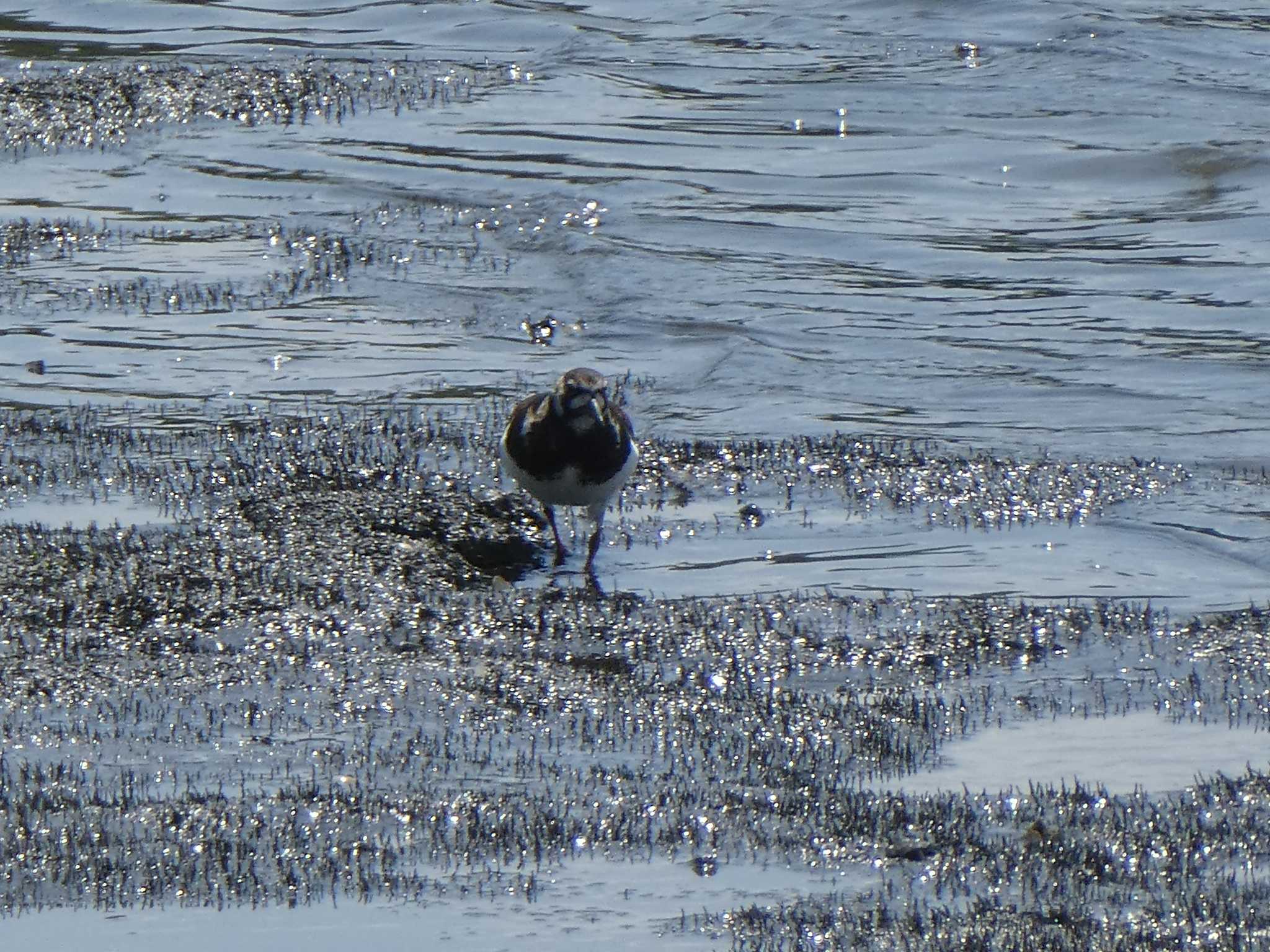 Ruddy Turnstone