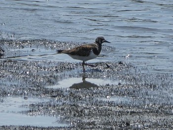 キョウジョシギ 大井ふ頭中央海浜公園(なぎさの森) 2019年5月18日(土)