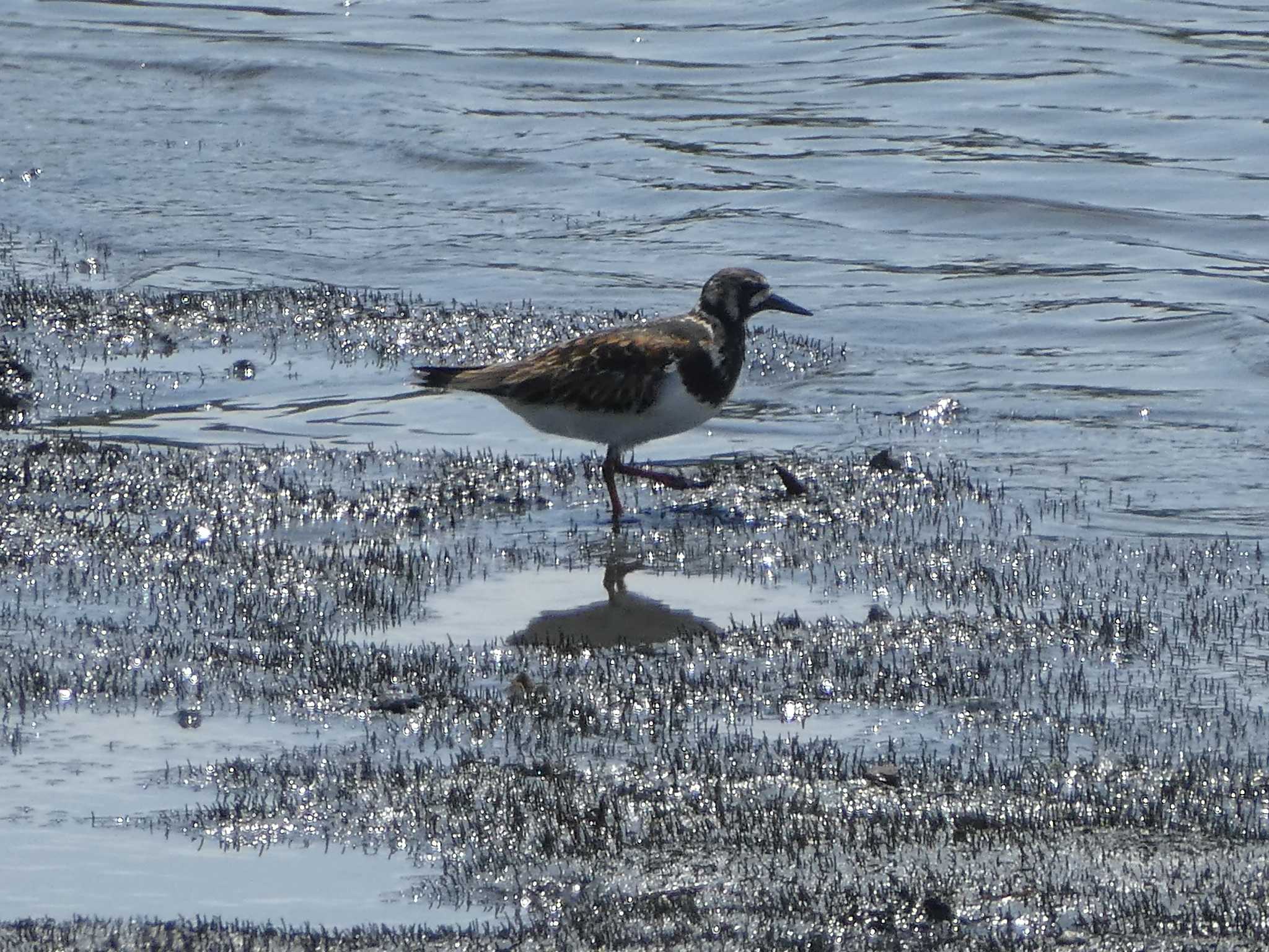 Ruddy Turnstone