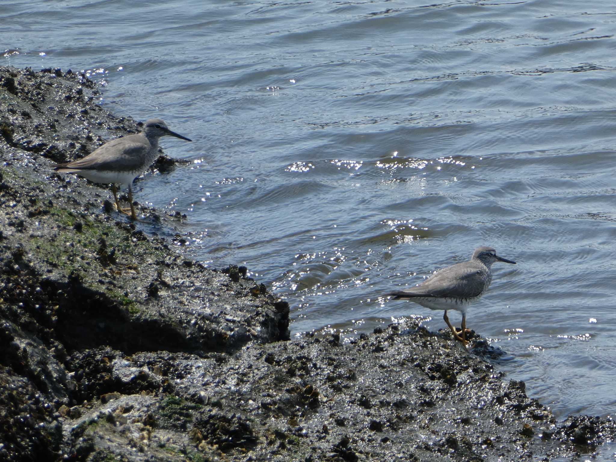 大井ふ頭中央海浜公園(なぎさの森) キアシシギの写真 by Kozakuraband