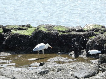 Sat, 5/18/2019 Birding report at 大井ふ頭中央海浜公園(なぎさの森)