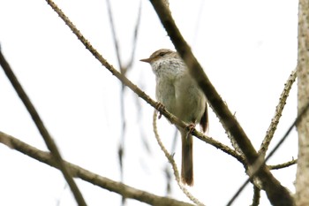 2019年5月19日(日) 三重県上野森林公園の野鳥観察記録