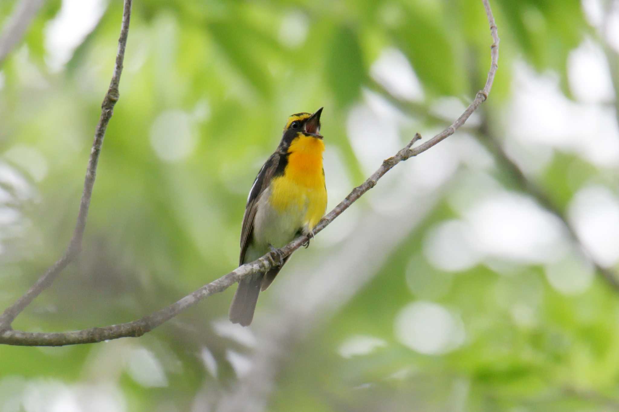 三重県上野森林公園 キビタキの写真 by masatsubo