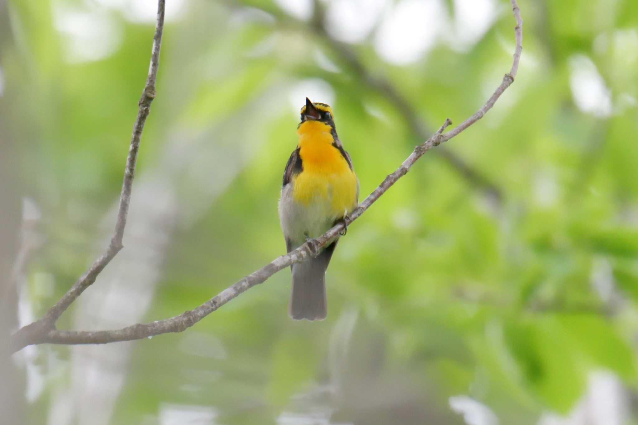 三重県上野森林公園 キビタキの写真 by masatsubo