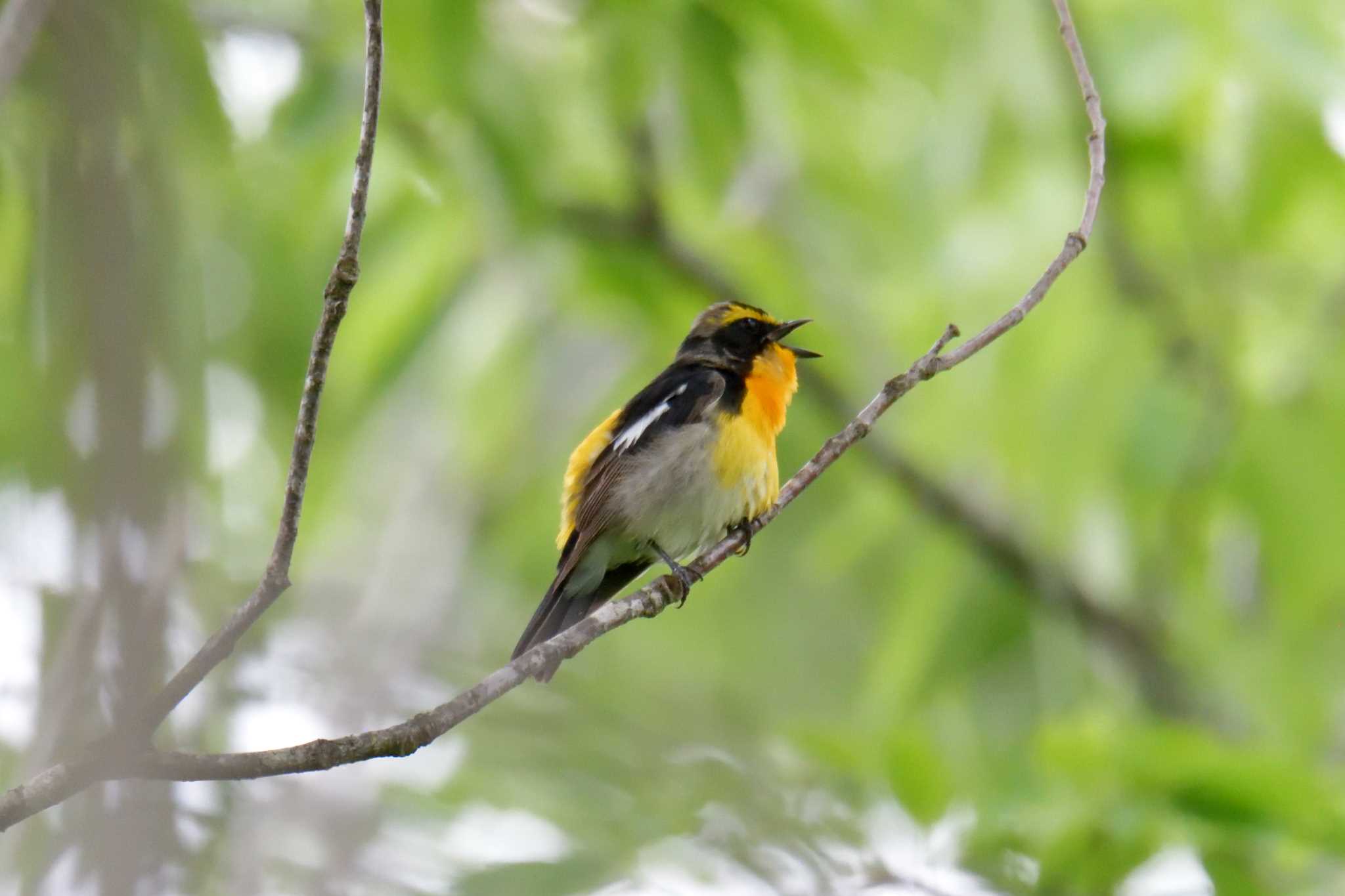 三重県上野森林公園 キビタキの写真 by masatsubo