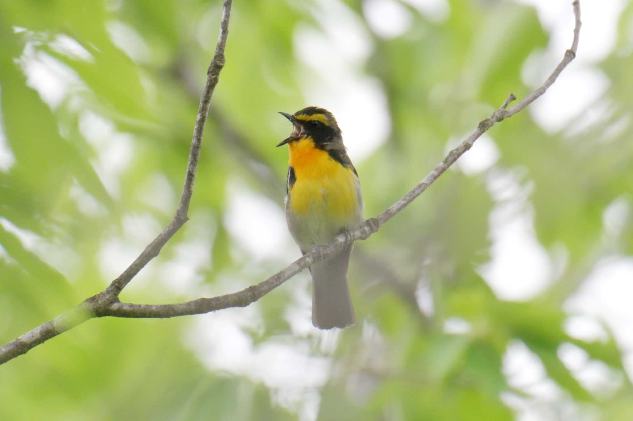 三重県上野森林公園 キビタキの写真 by masatsubo