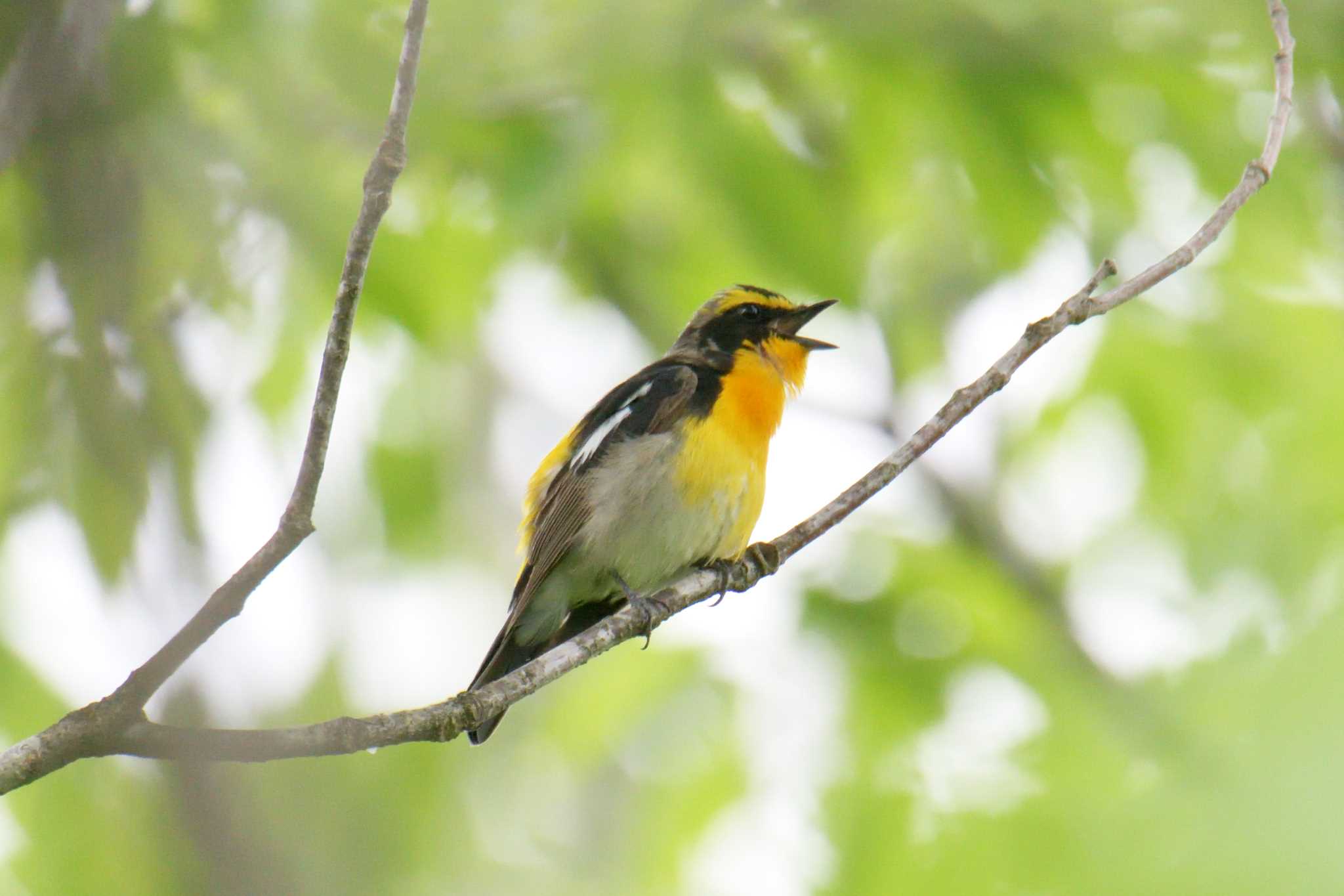 三重県上野森林公園 キビタキの写真 by masatsubo