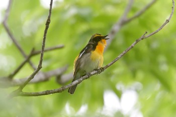 Narcissus Flycatcher Mie-ken Ueno Forest Park Sun, 5/19/2019