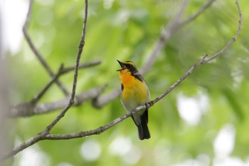 Narcissus Flycatcher Mie-ken Ueno Forest Park Sun, 5/19/2019