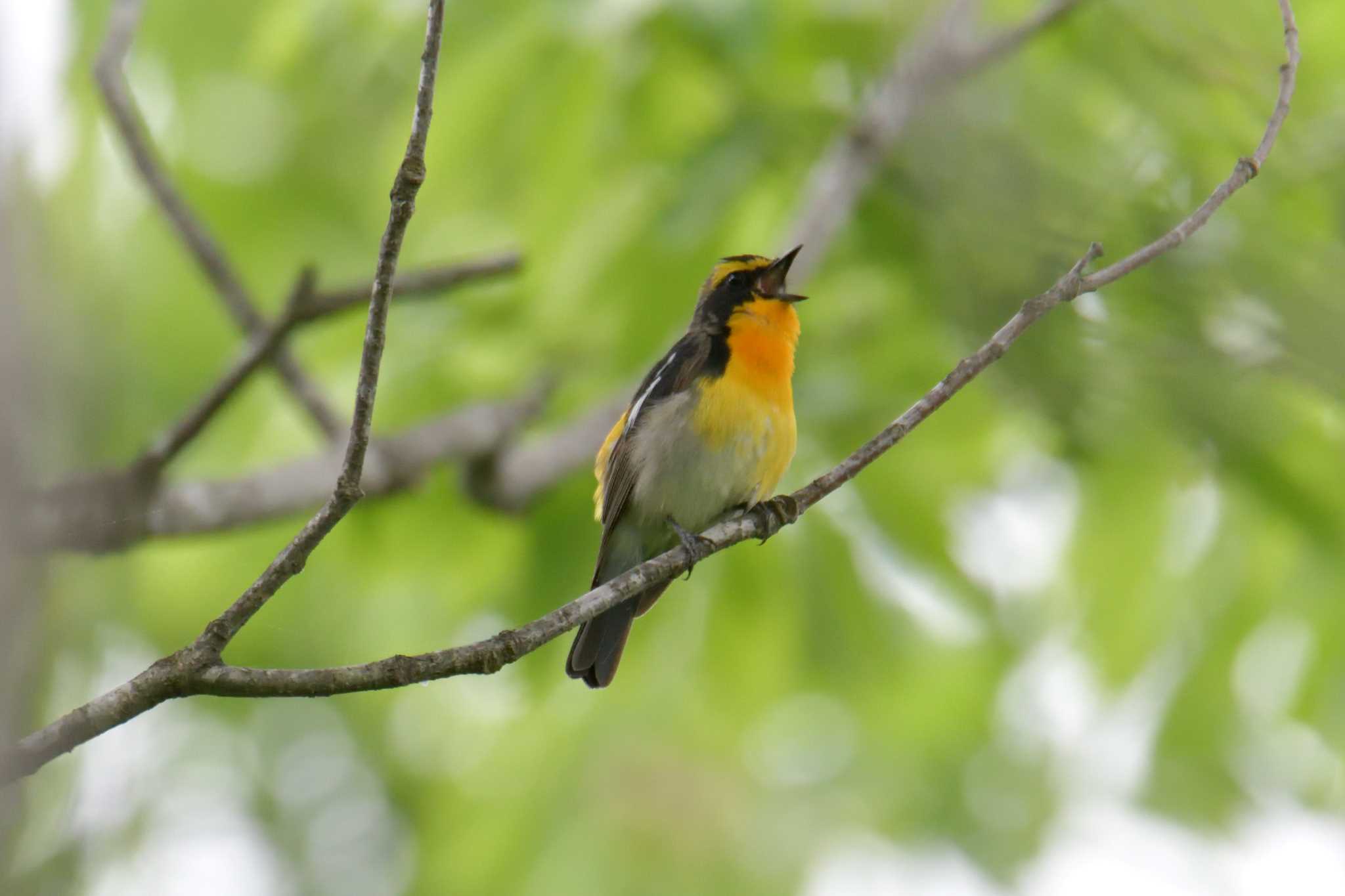 三重県上野森林公園 キビタキの写真 by masatsubo