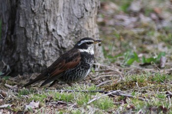 Dusky Thrush つつじヶ丘霊園 Fri, 5/3/2019