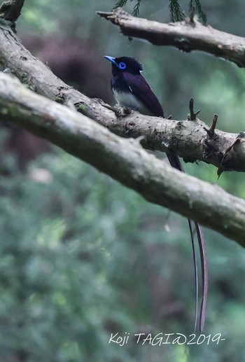 サンコウチョウ 森戸川源流 2019年5月18日(土)