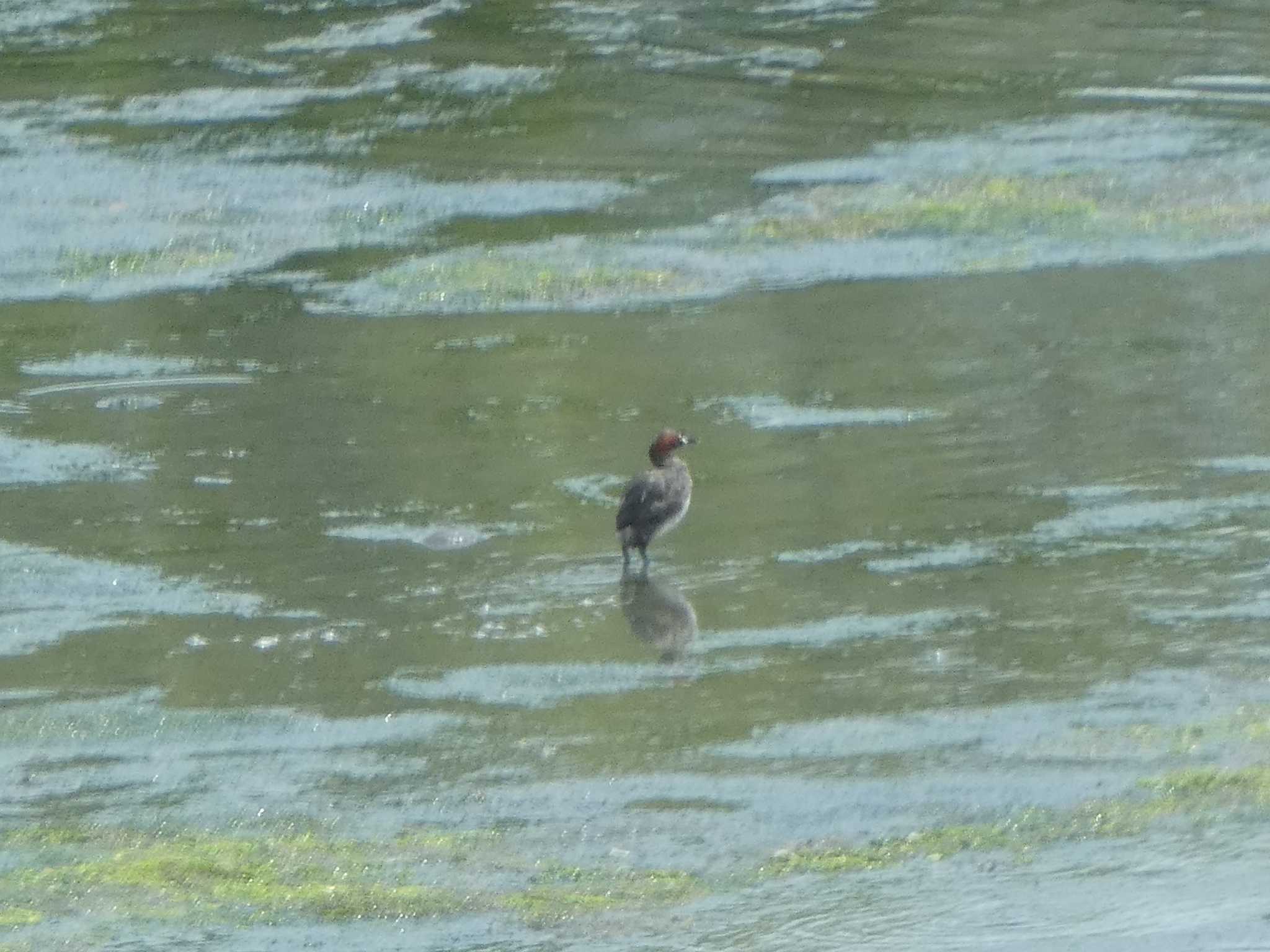 Little Grebe