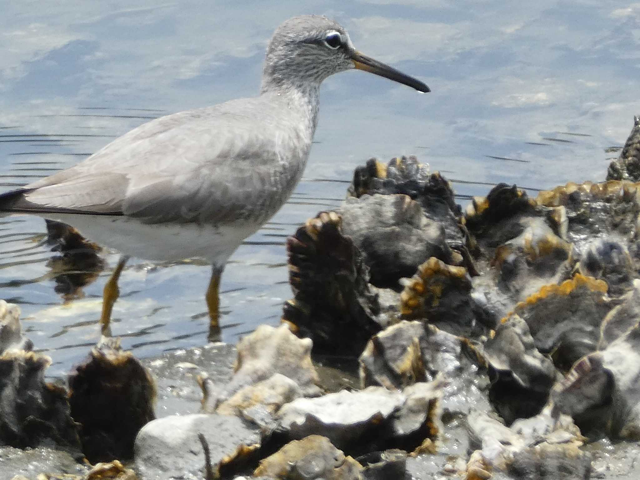 東京港野鳥公園 キアシシギの写真 by Kozakuraband