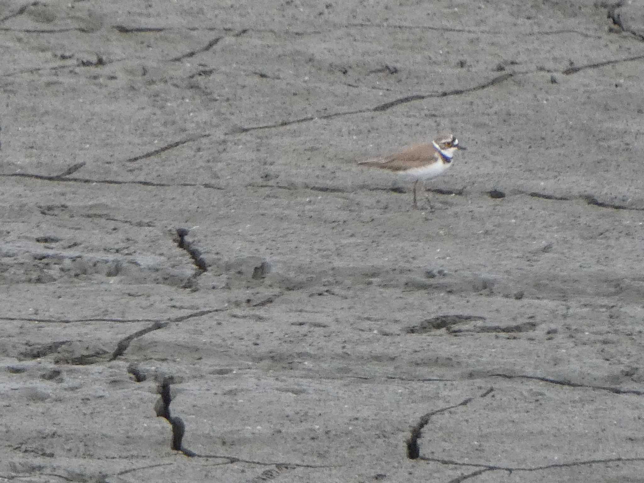 Little Ringed Plover