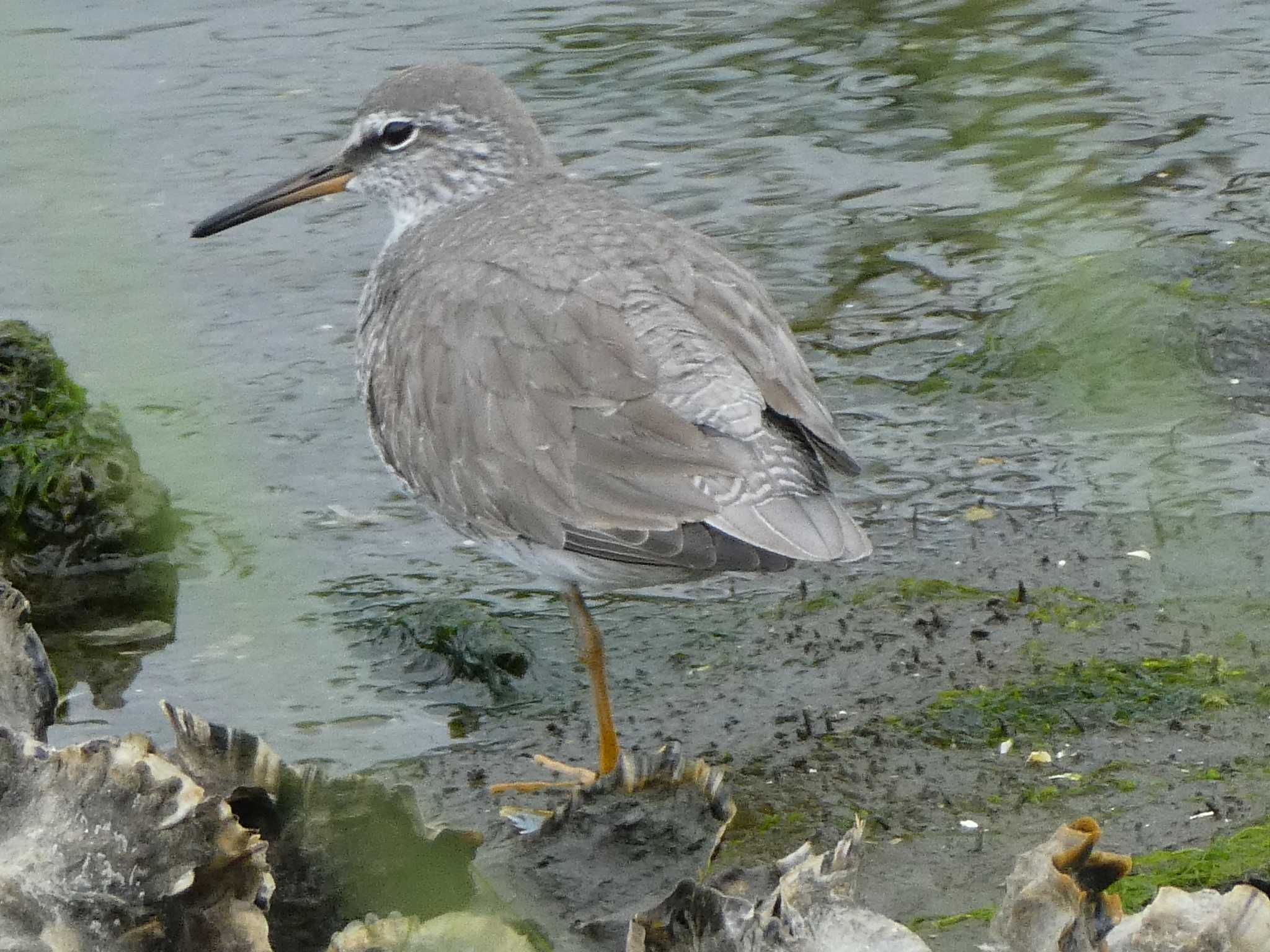 Photo of Grey-tailed Tattler at Tokyo Port Wild Bird Park by Kozakuraband