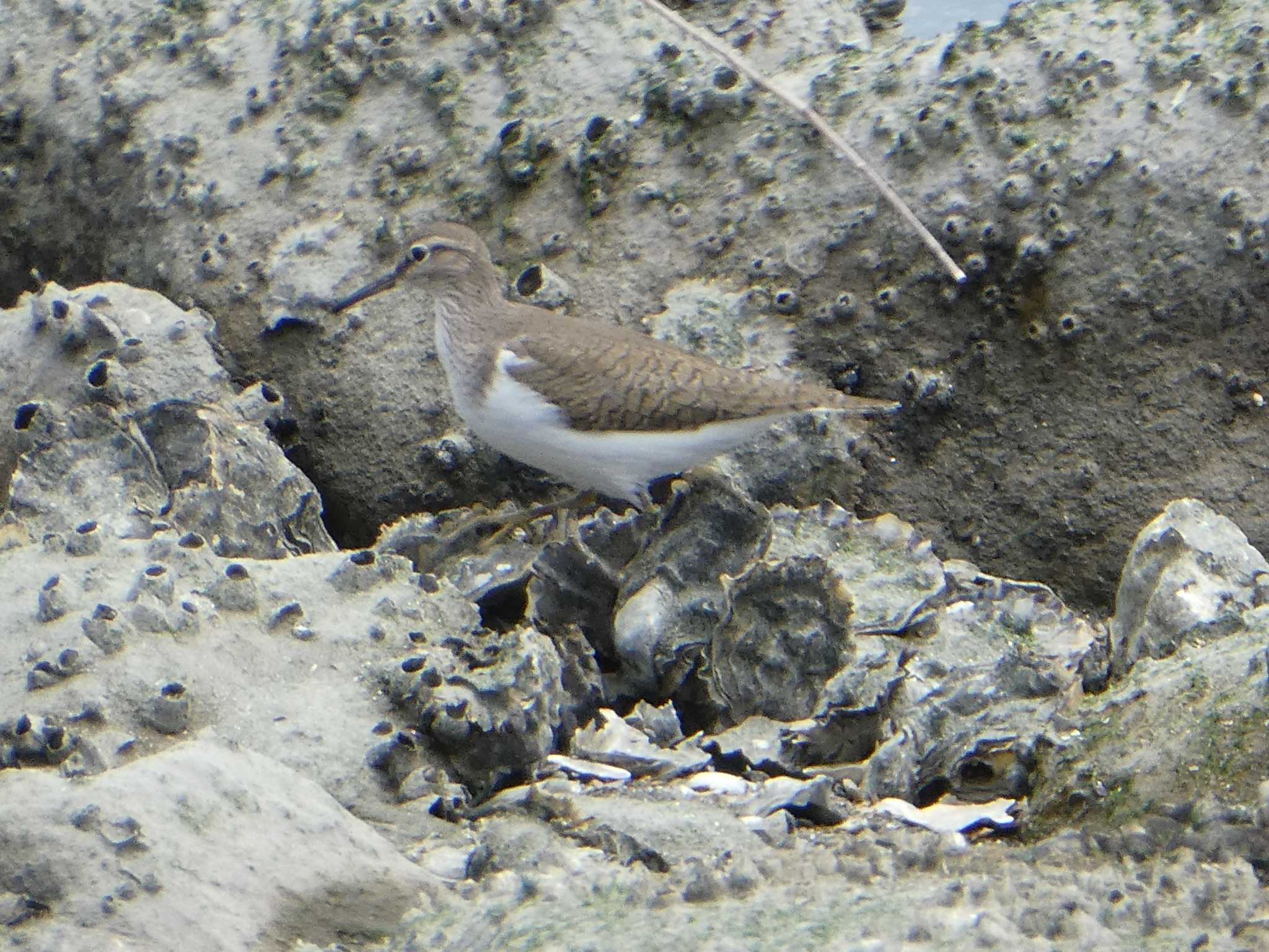 Common Sandpiper