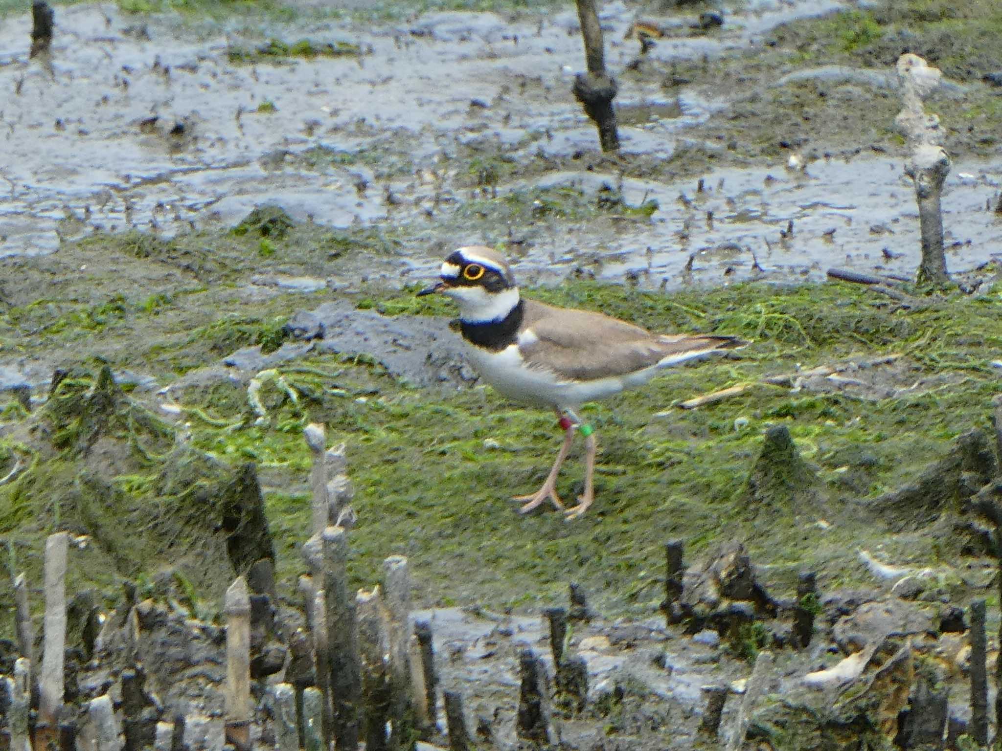 Little Ringed Plover