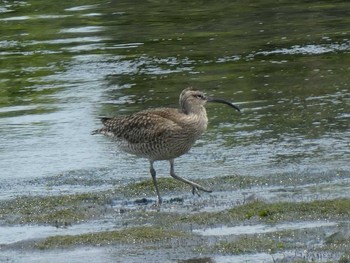 Eurasian Whimbrel Tokyo Port Wild Bird Park Sat, 5/18/2019