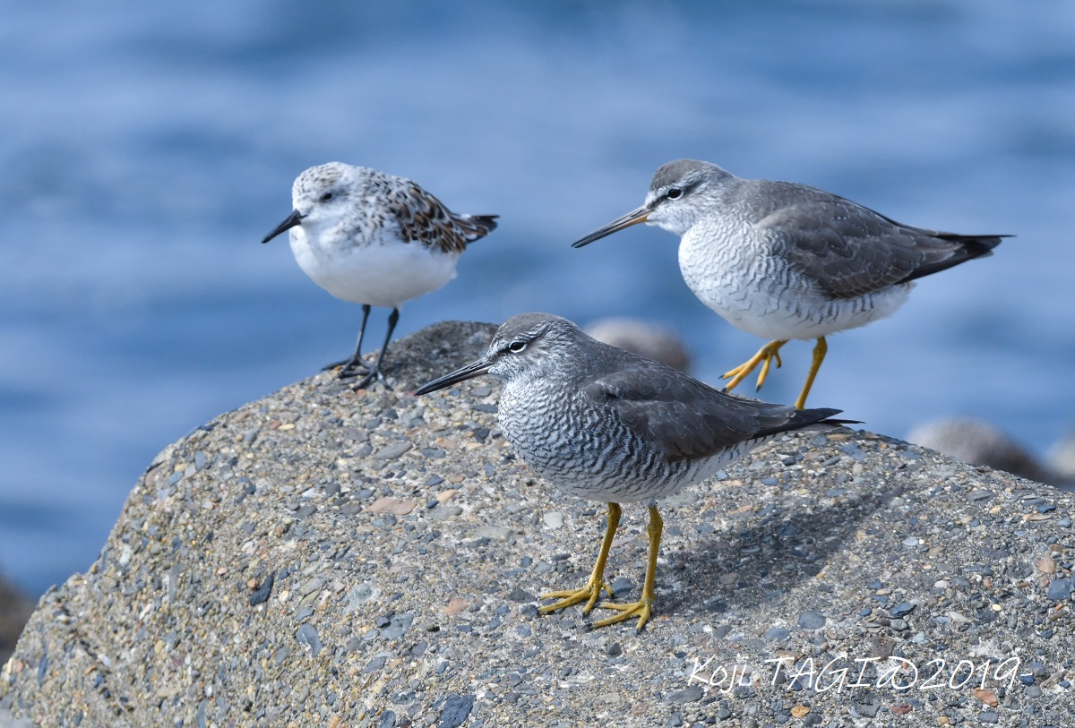 Photo of Wandering Tattler at 新浦安海岸 by Koji Tagi