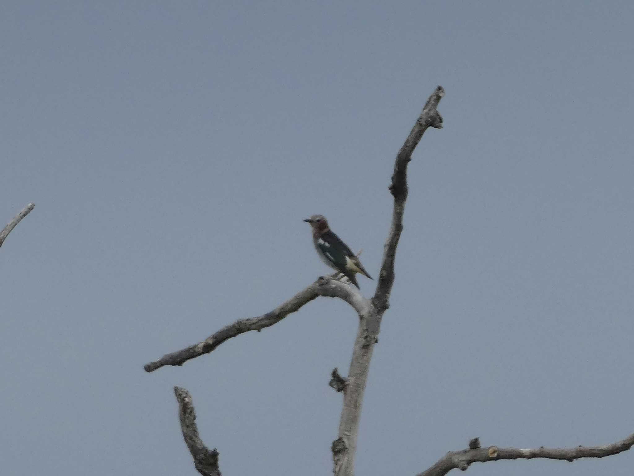 Chestnut-cheeked Starling