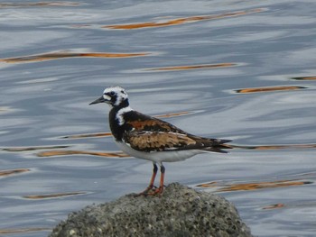 キョウジョシギ 東京港野鳥公園 2019年5月18日(土)