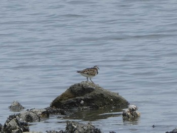 キョウジョシギ 東京港野鳥公園 2019年5月18日(土)