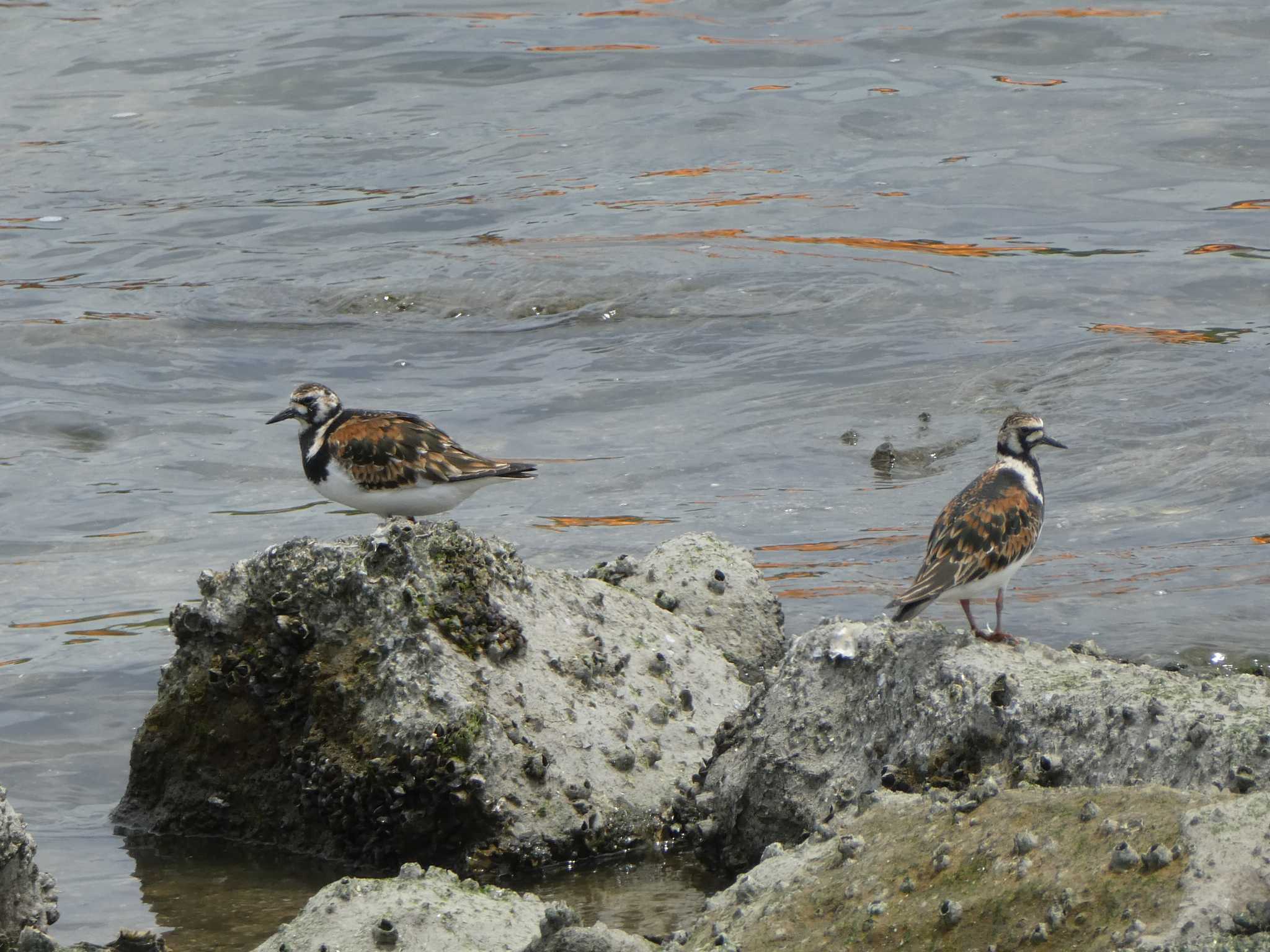 Ruddy Turnstone