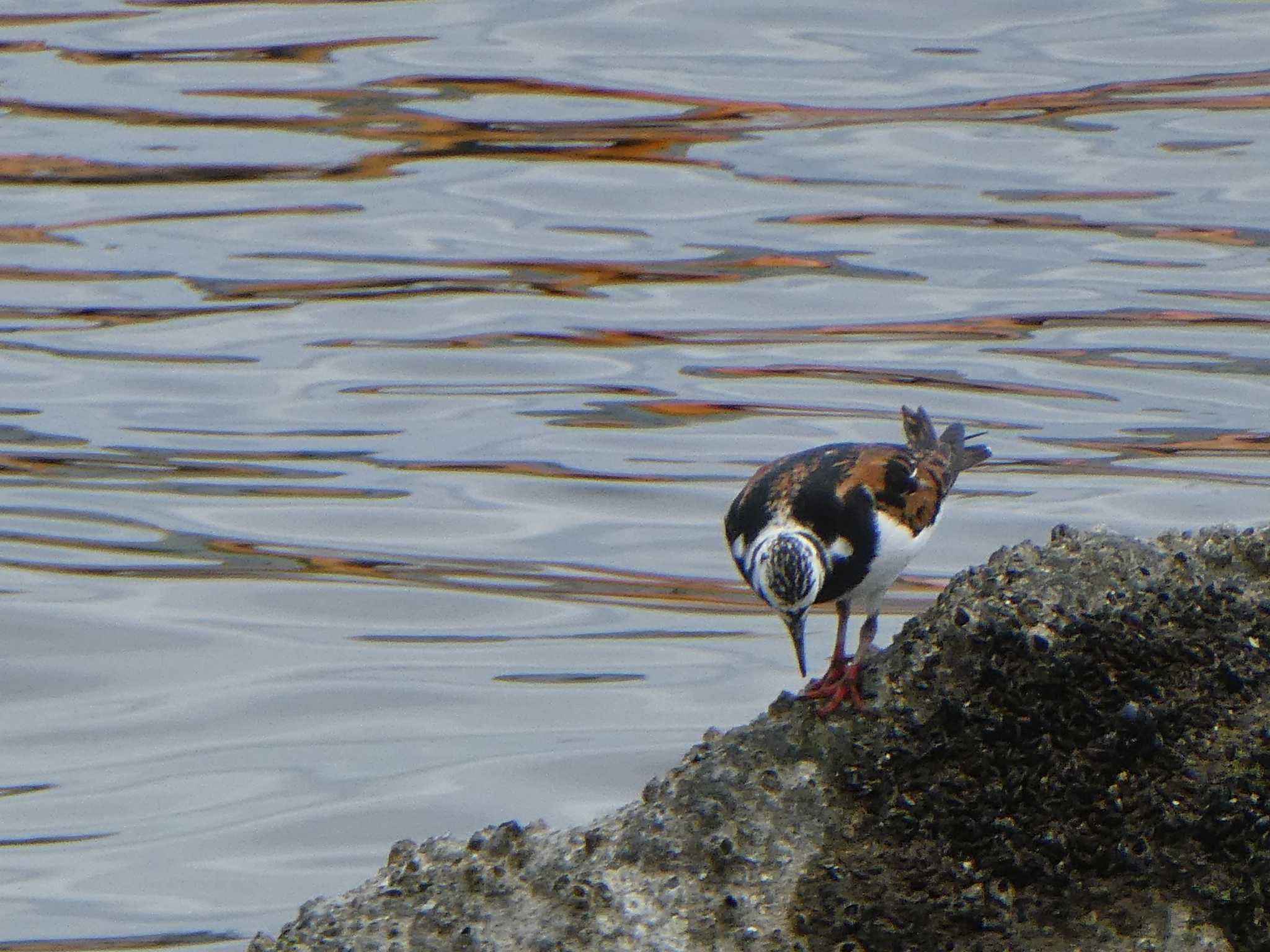 キョウジョシギ